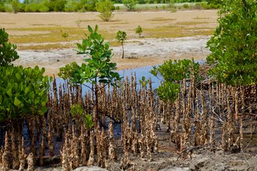 Recently planted mangroves Vanga Bay, Kenya
